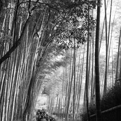202603-JapanTaiwan